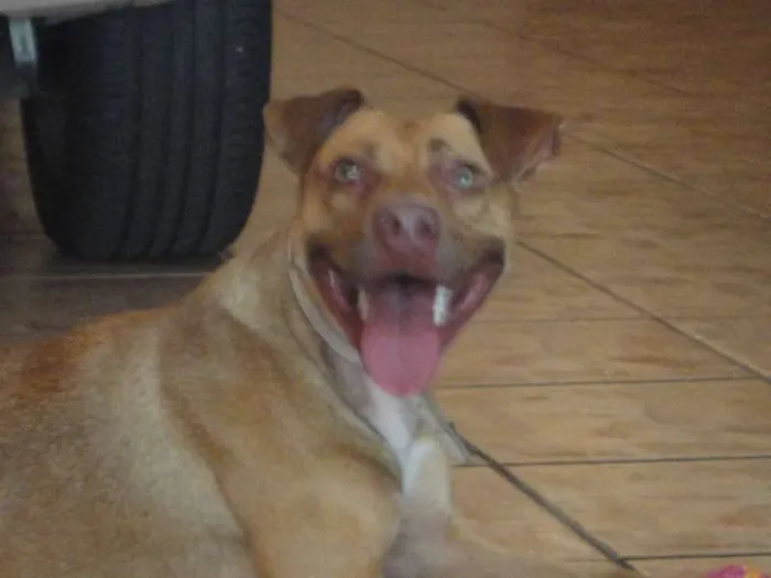 Cachorro ra a Pit-Bull idade 2 anos nome Meg