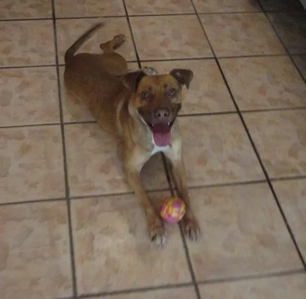 Cachorro ra a Pit-Bull idade 2 anos nome Meg