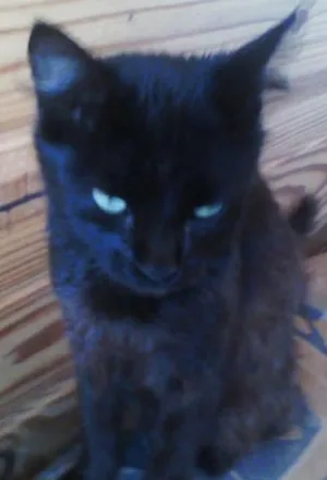 Gato raça srd idade 1 ano nome rihanna