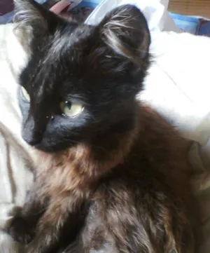 Gato raça srd idade 1 ano nome beonce