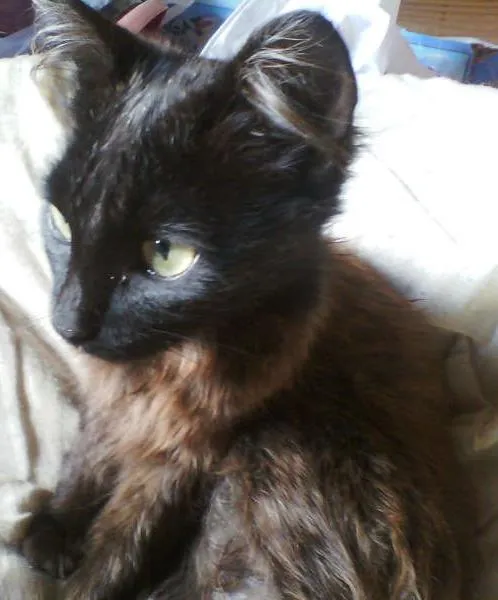 Gato ra a srd idade 1 ano nome beonce