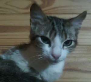 Gato raça srd idade 1 ano nome luan