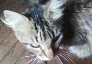 Gato raça srd idade 2 anos nome duna