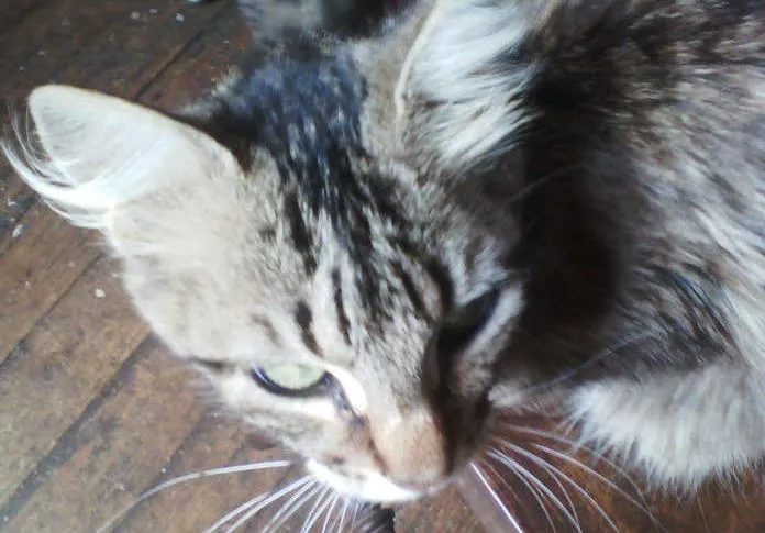 Gato ra a srd idade 2 anos nome duna