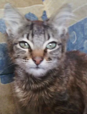 Gato raça srd idade 1 ano nome tigre