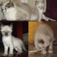 BB