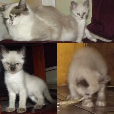 Gato ra a SRD idade 2 a 6 meses nome BB's da Mish