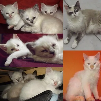Gato ra a SRD idade 2 a 6 meses nome BB's da Mish