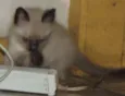 BB