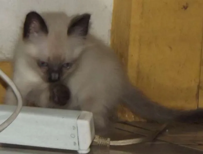 Gato ra a SRD idade 2 a 6 meses nome BB's da Mish