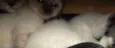 BB