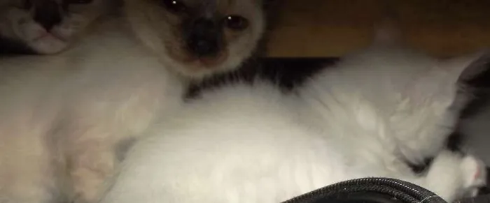 Gato ra a SRD idade 2 a 6 meses nome BB's da Mish