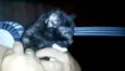 Gatinho