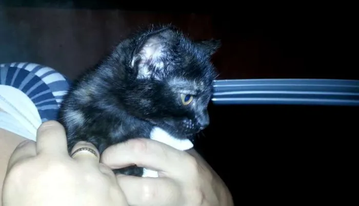 Gato ra a SRD idade  nome Gatinho