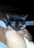 Gatinho