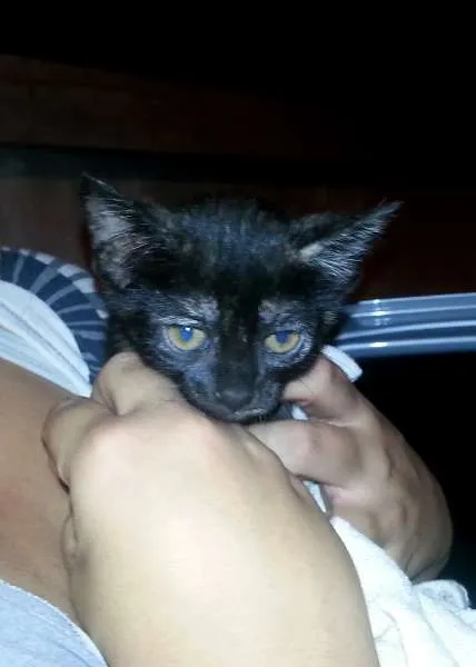 Gato ra a SRD idade  nome Gatinho
