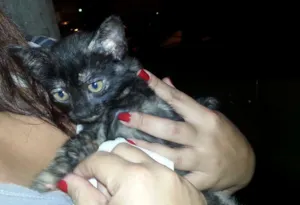 Gato raça SRD idade  nome Gatinho