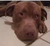 Cachorro ra a Labrador/Pitbull idade 1 ano nome Lud