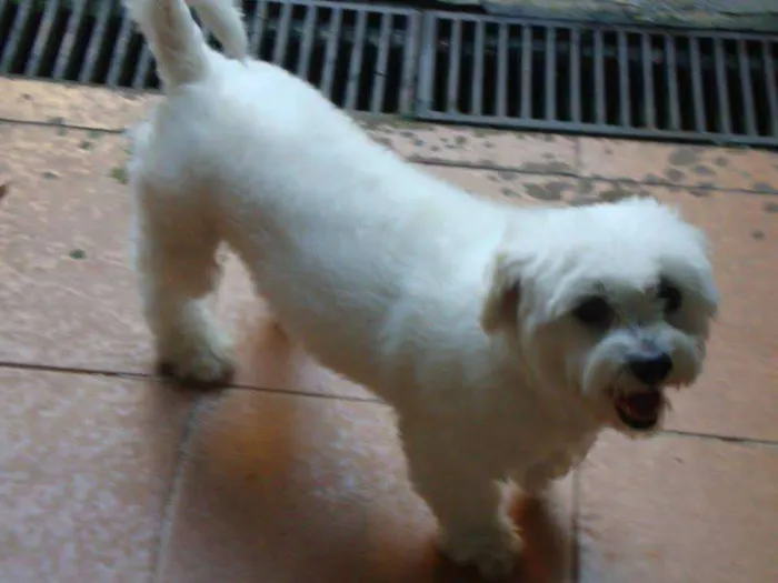 Cachorro ra a Lhasa Apso idade 6 ou mais anos nome Snoop