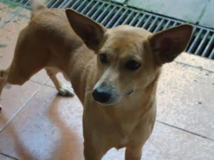 Cachorro raça Vira-lata idade 4 anos nome Fubá