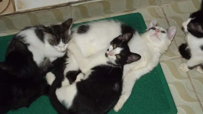 Gato ra a SRD idade 2 a 6 meses nome Bolinha, Pretinho e