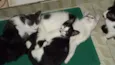 Bolinha, Pretinho e