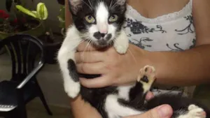 Gato raça SRD idade 2 a 6 meses nome Bolinha, Pretinho e