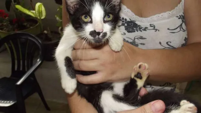 Gato ra a SRD idade 2 a 6 meses nome Bolinha, Pretinho e