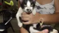 Bolinha, Pretinho e