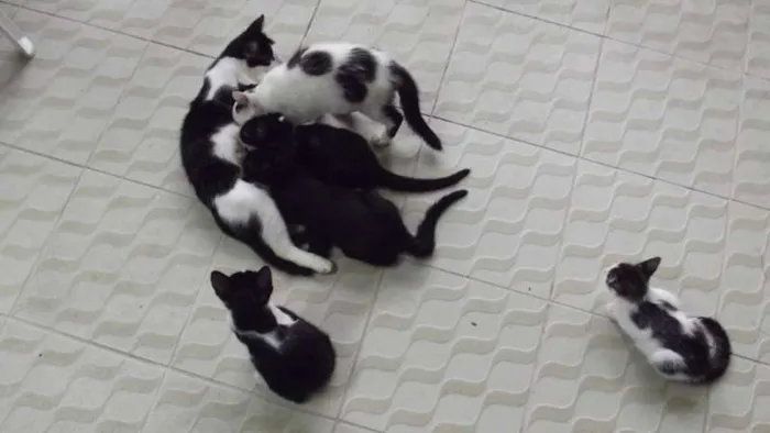 Gato ra a SRD idade 2 a 6 meses nome Bolinha, Pretinho e