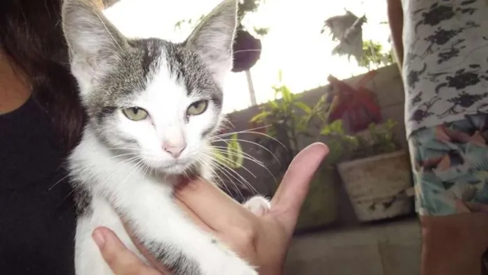 Gato ra a SRD idade 2 a 6 meses nome Bolinha, Pretinho e