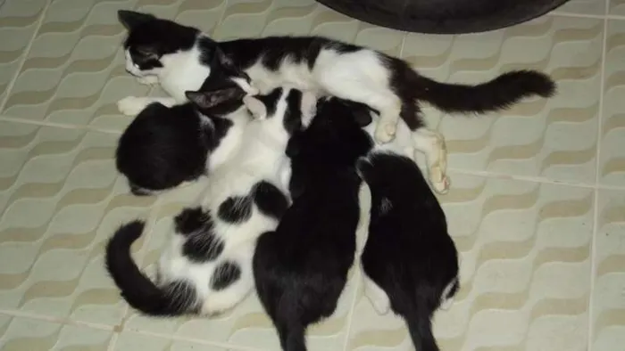 Gato ra a SRD idade 2 a 6 meses nome Bolinha, Pretinho e