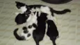 Bolinha, Pretinho e