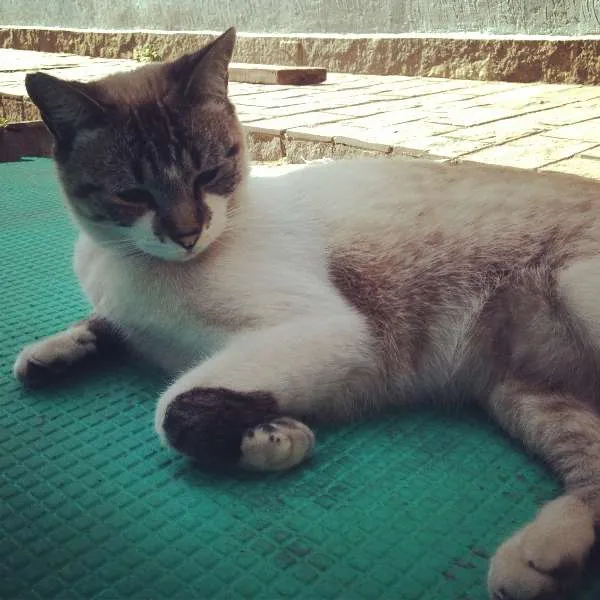 Gato ra a srd idade 1 ano nome Michi GRATIFICA