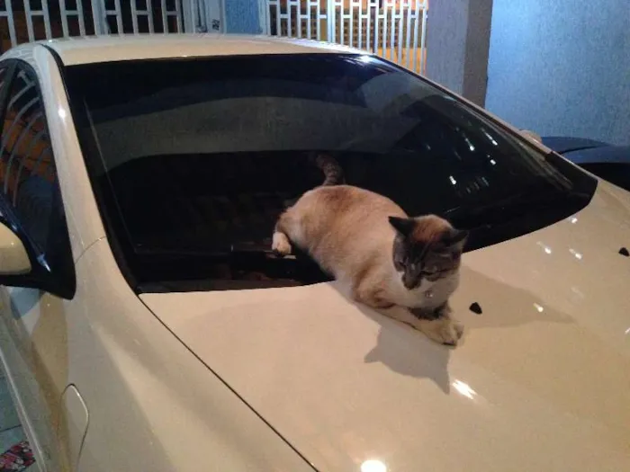 Gato ra a srd idade 1 ano nome Michi GRATIFICA