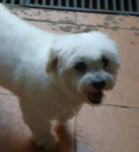 Cachorro ra a Lhasa Apso idade 6 ou mais anos nome Snoop