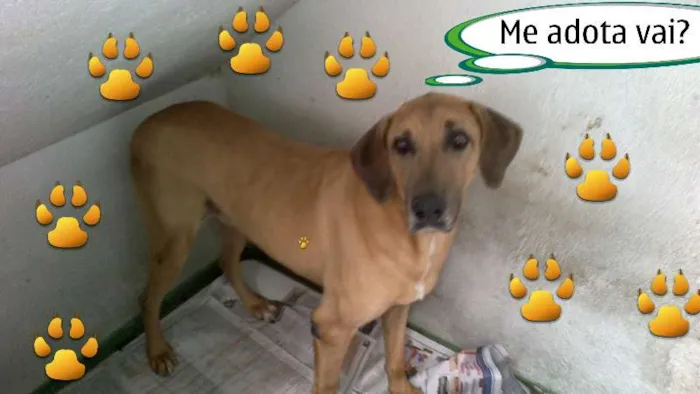 Cachorro ra a Mestiço Dog Alemão idade 3 anos nome Rafael