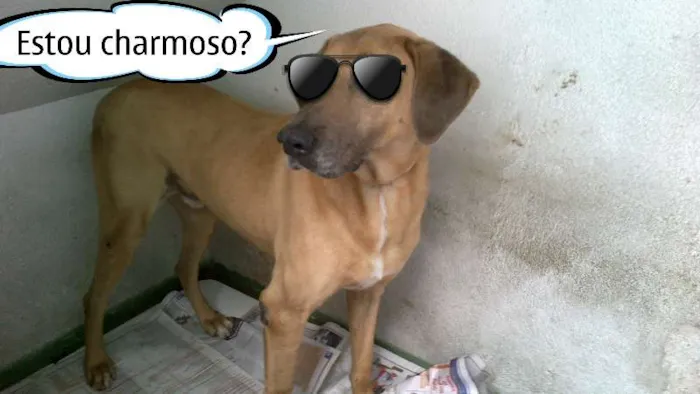 Cachorro ra a Mestiço Dog Alemão idade 3 anos nome Rafael