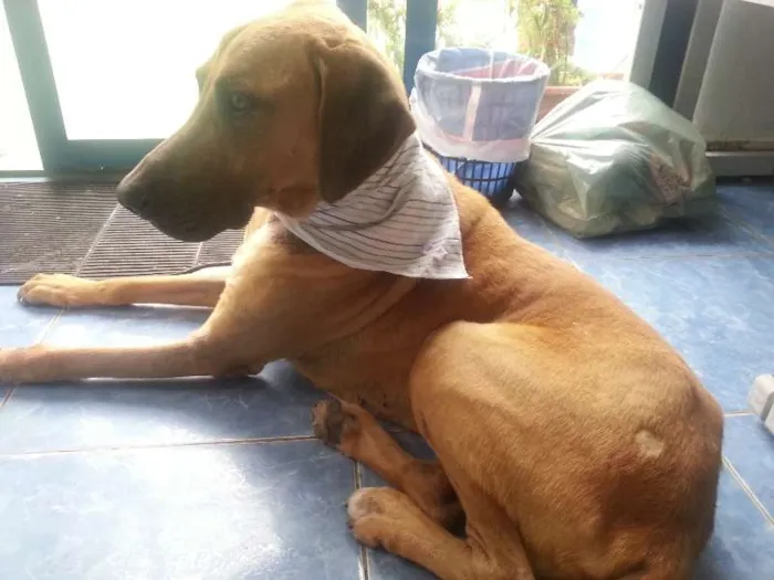 Cachorro ra a Mestiço Dog Alemão idade 3 anos nome Rafael