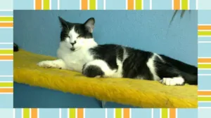 Gato raça SRD idade 7 a 11 meses nome Bartolomeu