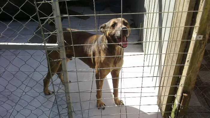 Cachorro ra a SRD idade 5 anos nome Bento