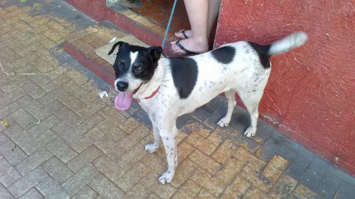 Cachorro ra a SRD idade 6 ou mais anos nome Bebê