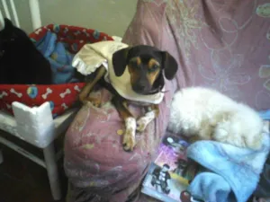 Cachorro raça SRD idade 7 a 11 meses nome Neguinha