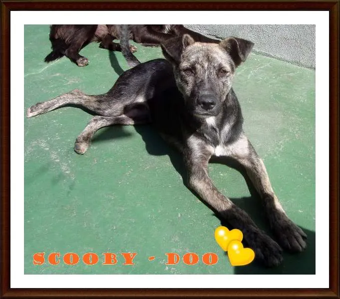 Cachorro ra a SRD idade 2 anos nome Scooby