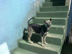 Cachorro raça SRD idade 2 anos nome Scooby