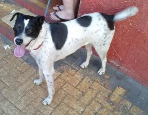Cachorro raça SRD idade 6 ou mais anos nome Bebê