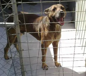 Cachorro raça SRD idade 5 anos nome Bento