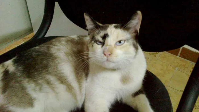 Gato raça SRD idade 1 ano nome Princesa