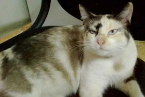 Gato raça SRD idade 1 ano nome Princesa