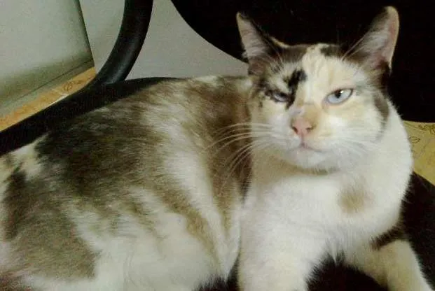 Gato raça SRD idade 1 ano nome Princesa